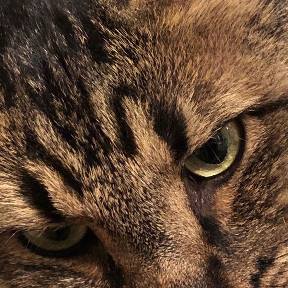 cshubbard